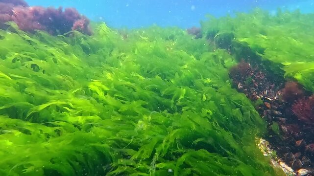 Algae on the bottom of the Black Sea, Underwater landscape of green and red algae on coastal rocks near the shore, Odessa Bay