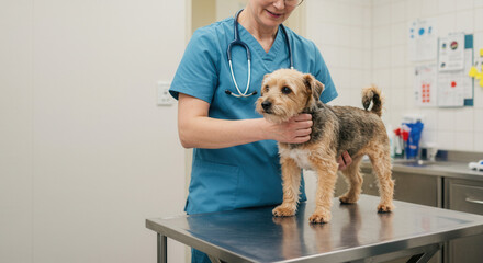 Veterinarian examining small dog on examination table in clinic, vet lifting dog onto table