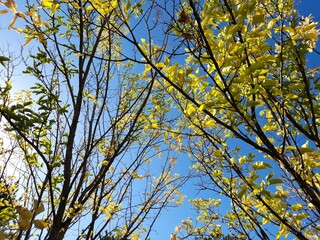 Autumn Texture of Apricot and Mulberry Tree
