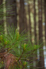 Fototapeta premium fern in the forest