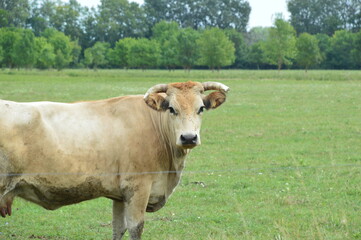 Naklejka premium cow on a meadow