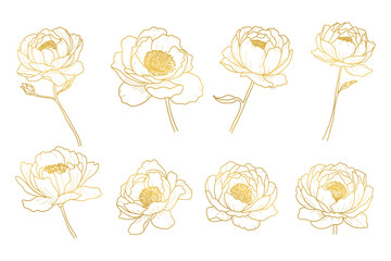 Gold Peony Flowers Collections Isolated Background.