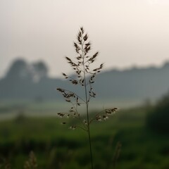 Obraz premium Single tall grass stalk with feathery seed heads in soft hazy light