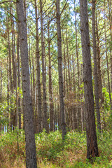 Obraz premium pine forest in the morning