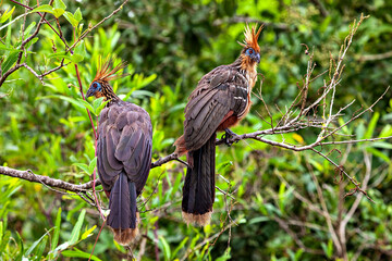 The Hoatzin (Opisthocomus hoazin) in the Amazonas Rainforest of Bolivia