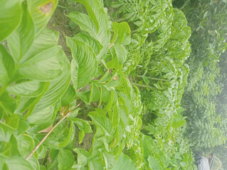 Fresh green lettuce leaves isolated on transparent background isolated on transparent background