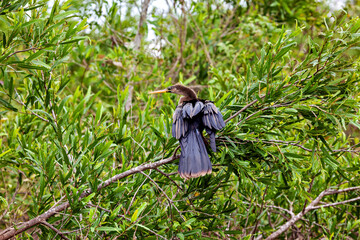 The American darter (Anhinga anhinga) in the Pampas Swamps of Bolivia