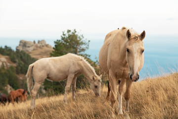 beautiful landscape with wild horses from mountain top1200m on Black sea. cloudy evening