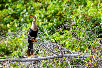 The American darter (Anhinga anhinga) in the Pampas Swamps of Bolivia