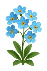 Fototapeta premium Blue forget-me-not flowers blooming transparent background