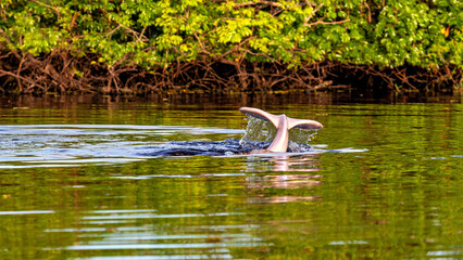 The Bolivian Amazon river dolphin (Inia boliviensis) in the Pampas Swamps of Bolivia © hecke71