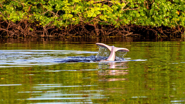 The Bolivian Amazon river dolphin (Inia boliviensis) in the Pampas Swamps of Bolivia