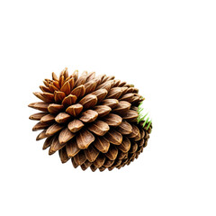 Detailed macro shot of a brown pinecone, green bud, isolated on black