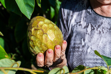 Person holding some custard apples next to the tree