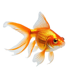 Vibrant orange goldfish with flowing fins, isolated on black. Detailed scales and structure