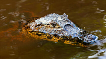 The Black Caiman (Melanosuchus niger) in the Pampas Swamps of Bolivia