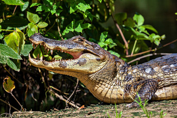 The Black Caiman (Melanosuchus niger) in the Pampas Swamps of Bolivia