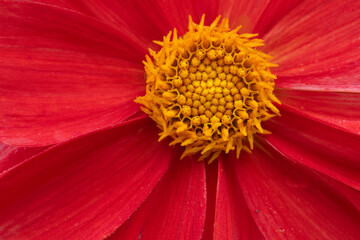 Beautiful close-up of a red dahlia flower