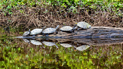 Yellow spotted river turtles (Podocnemis unifilis) in the Pampas swamps of Bolivia