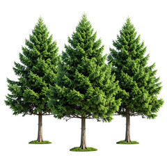 Obraz premium Three vibrant evergreen trees with lush green foliage, standing isolated against a black backdrop