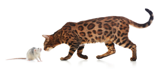 Rat looking at cat on white background