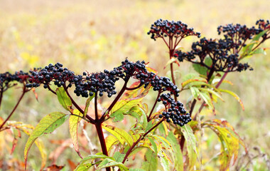 Berries ripe on the black grassy elder (Sambucus ebulus)