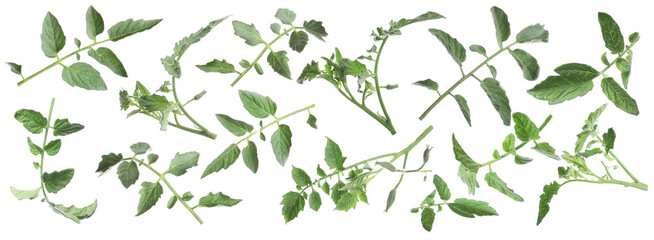 Tomato plant branches with green leaves isolated on white, set