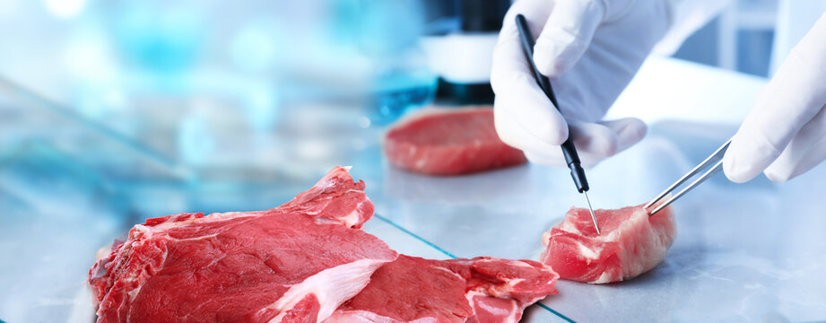 Food analysis. Laboratory worker examining quality of fresh meat