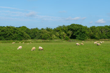 A flock of sheep grazes in a bright green field in rural West Cork. Trees line the field's edge under a blue sky.