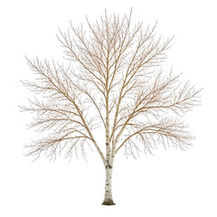 Bare tree in winter, detailed branches against black background