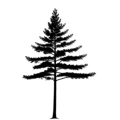 Silhouetted coniferous tree against dark backdrop, detailed branches
