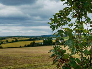 A serene landscape captures golden fields under a cloudy sky in West Cork. A young tree with green leaves stands in the foreground, adding depth to the rural Irish scene.