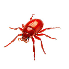 Vivid red beetle insect with segmented legs and antennae, on black background