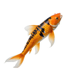 Vibrant Koi fish, orange and black pattern, isolated on black