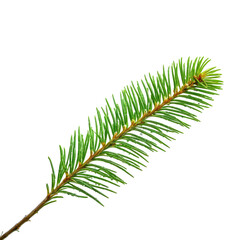 Detailed close-up of a single evergreen branch with vibrant green needles