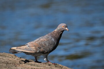 pigeon on the rock