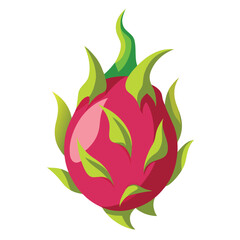 dragon fruit vector illustration