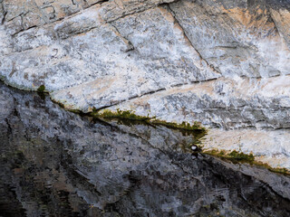 White-throated dipper (Cinclus cinclus) perched with reflection