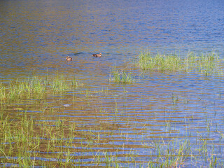 Abstract natural pattern of rippling clear lake water and aquatic grass texture.