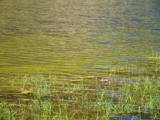 Lush green aquatic grass and textured water surface with a lone Mallard duck.