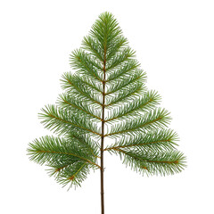 Evergreen conifer tree with vibrant green needles and brown trunk