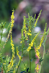 Melilot officinalis, ribbed melilot (Melilotus officinalis) blooms in nature