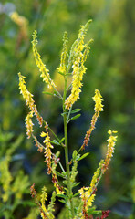 Melilot officinalis, ribbed melilot (Melilotus officinalis) blooms in nature