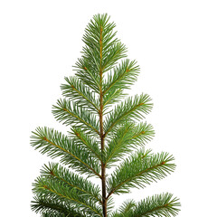 Close-up of evergreen fir tree foliage on black background