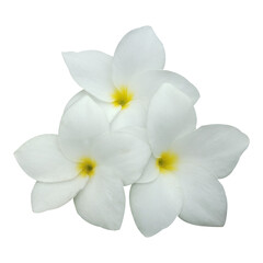 Fototapeta premium White Plumeria pudica Flowers Stock Photo