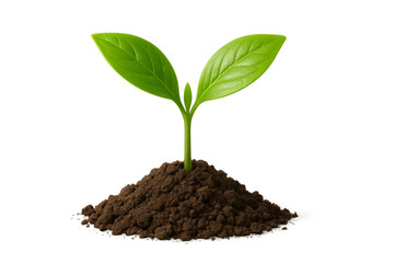 Green seedling plant growing in soil mound