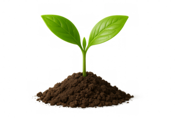 Green seedling plant growing in soil mound