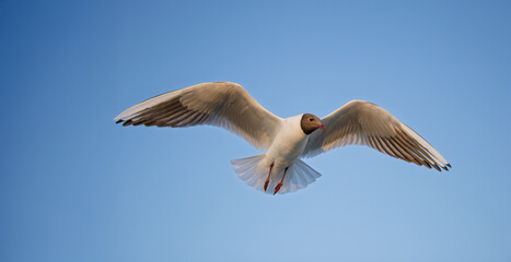 Black-headed gull flying in a clear blue sky, larus ridibundus, chroicocephalus ridibundus