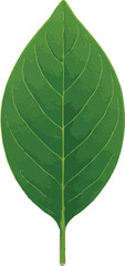 Green leaf with visible veins and textured surface