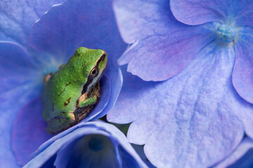 Closeup of a tiny, young green Pacific tree frog resting in a vibrant, purple hydrangea bush
